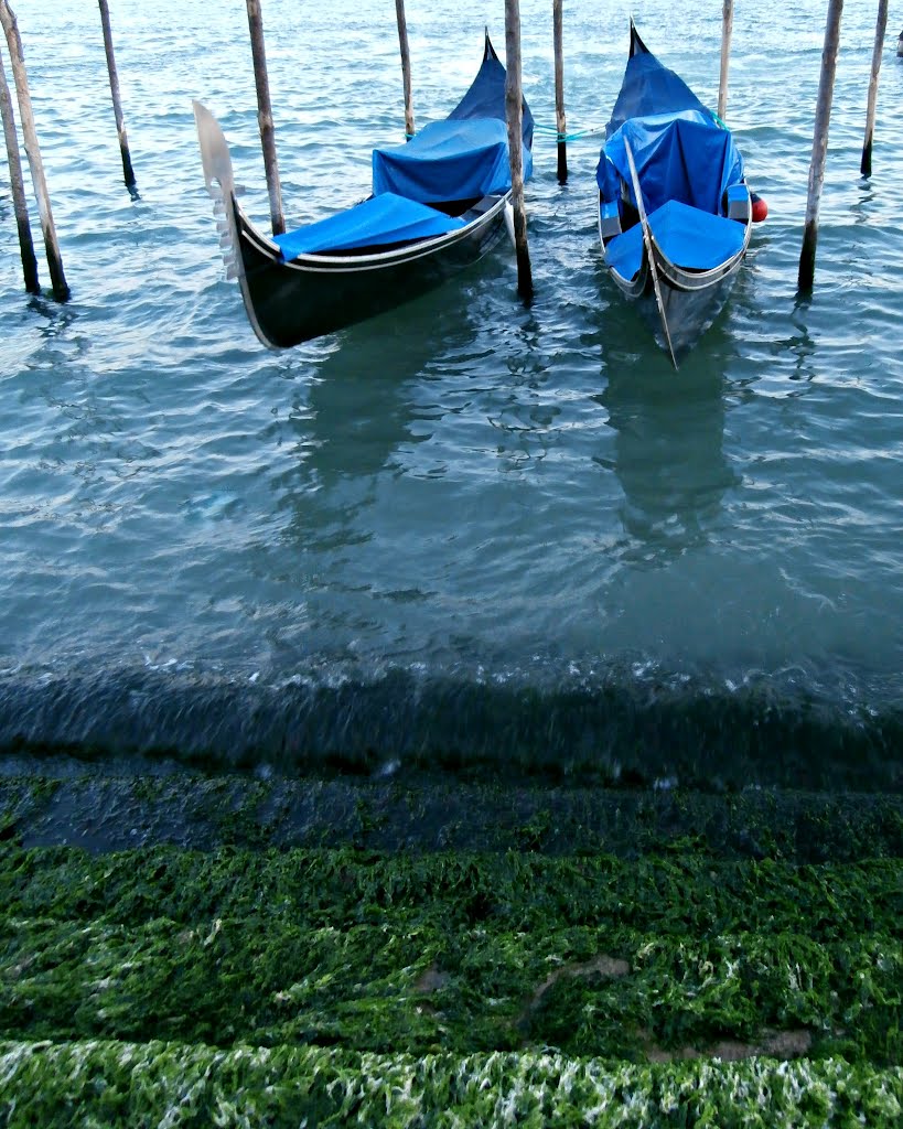Bellezza ed eleganza...(suggerimento)