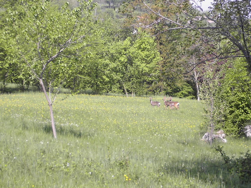 caprioli di pistola