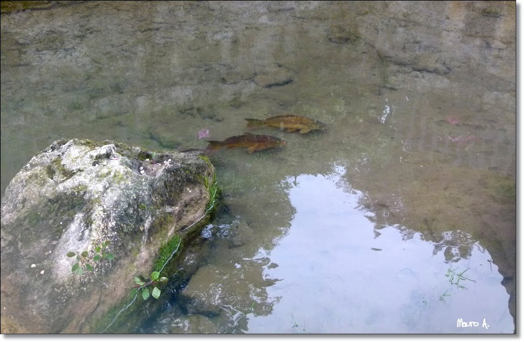 fish