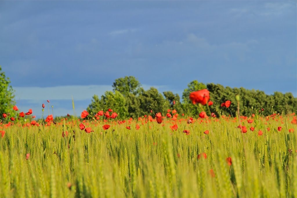 Poppies