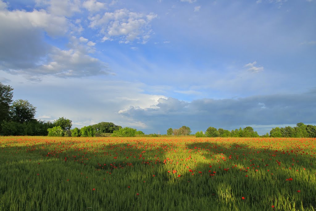 Campi a Roncaglia