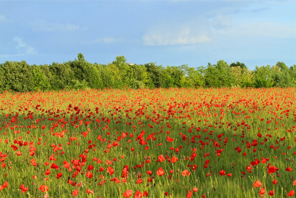 Poppies and blue sky