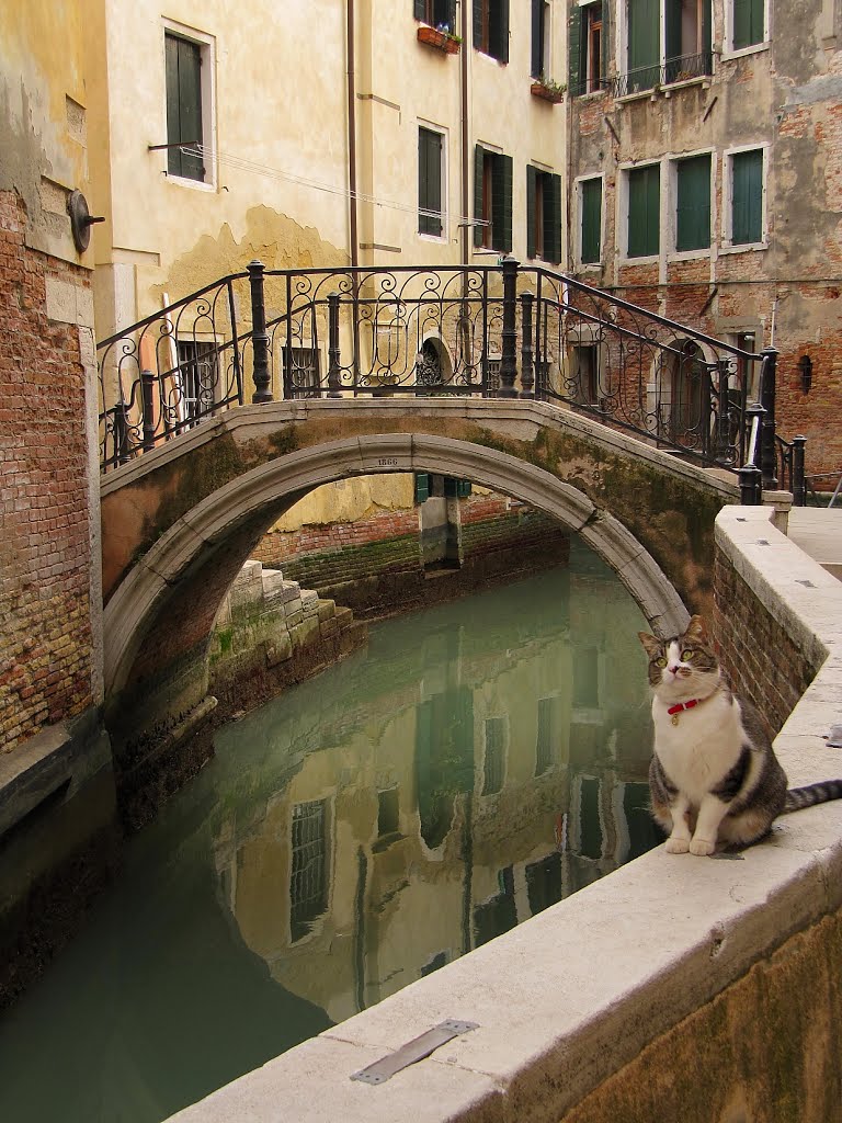 Venice Cat