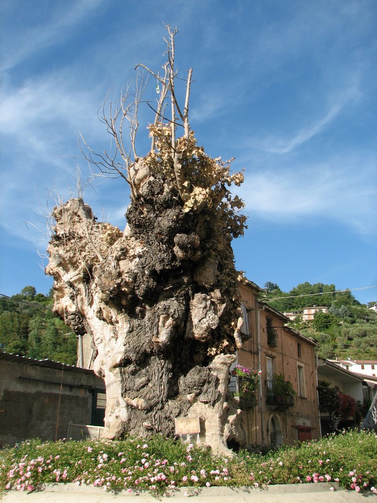 La quercia