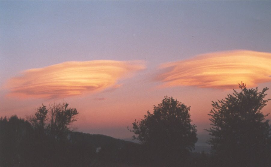 Platania "Landscape"
