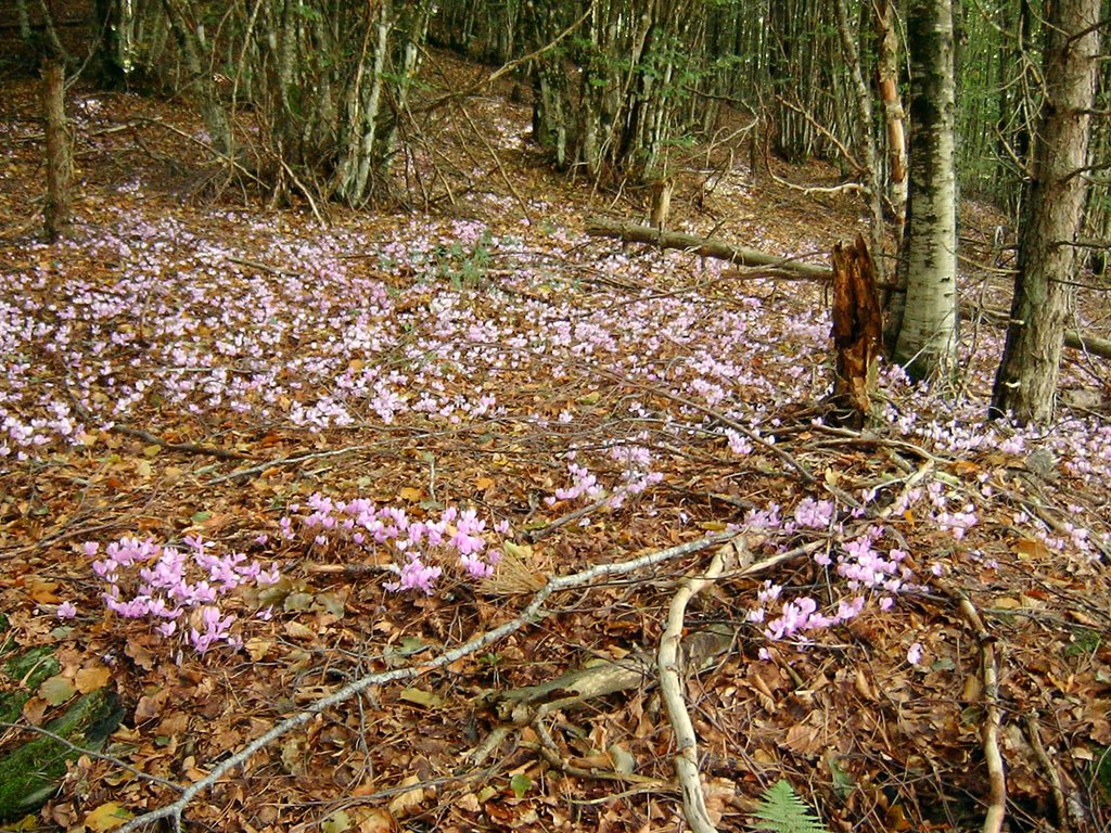 Ciclamini nella Faggeta