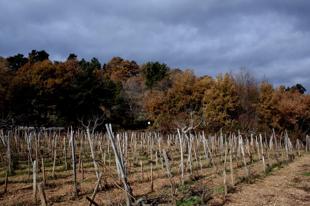 "La vigna del Perri" Platania Catanzaro