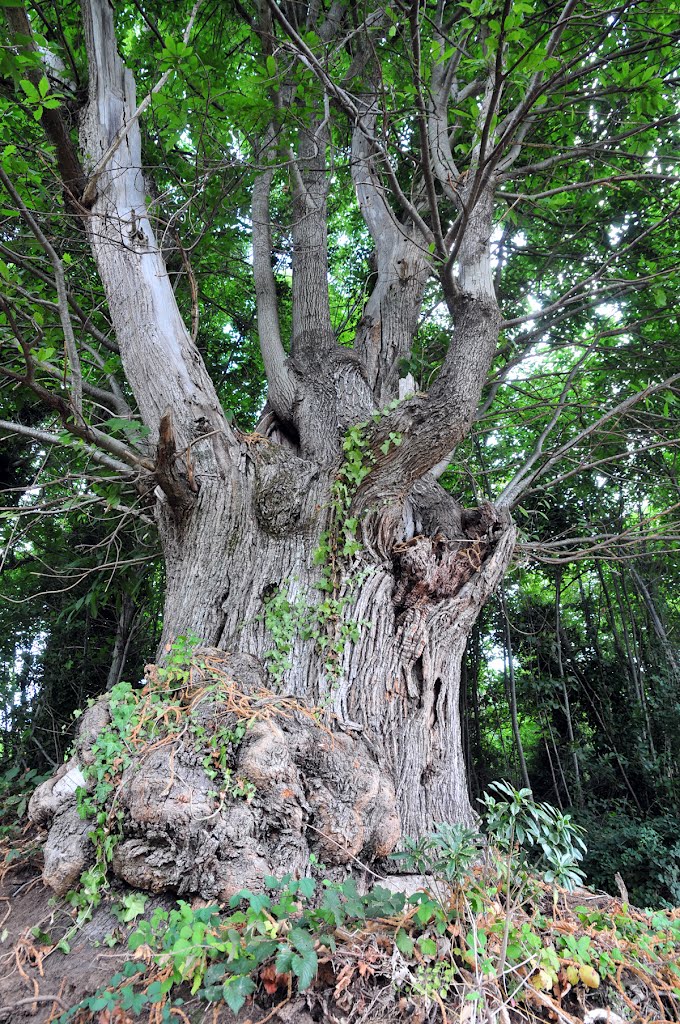 Platania "alberi secolari"