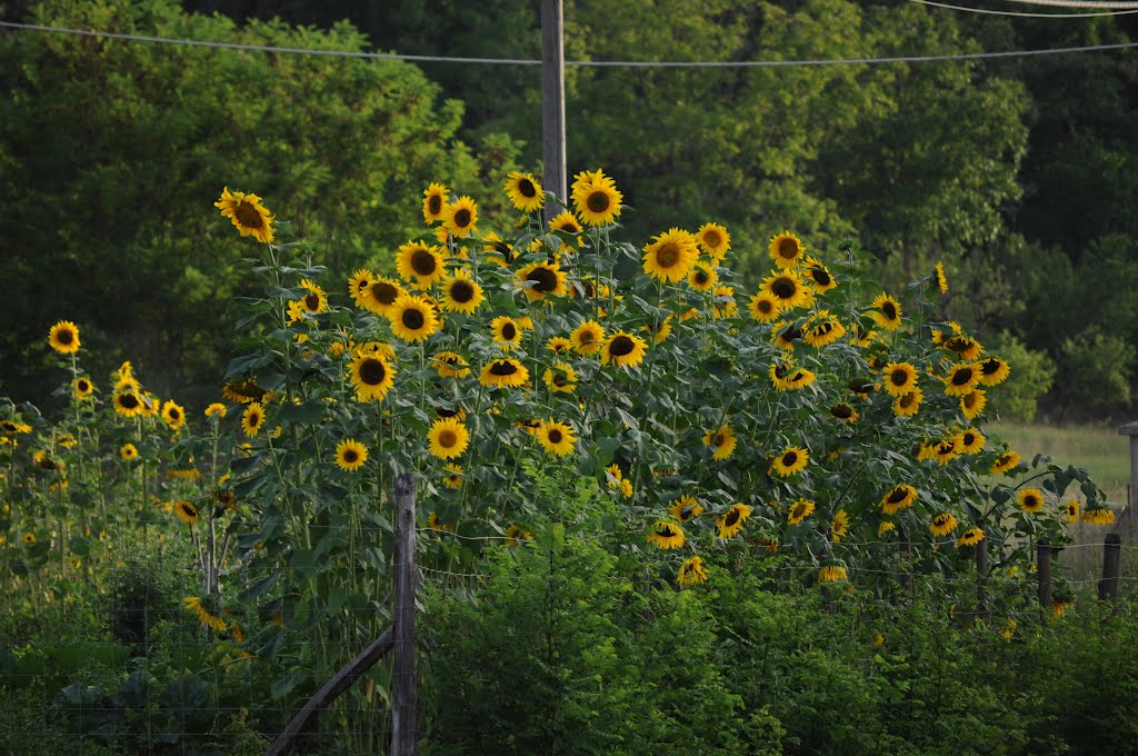 girasole