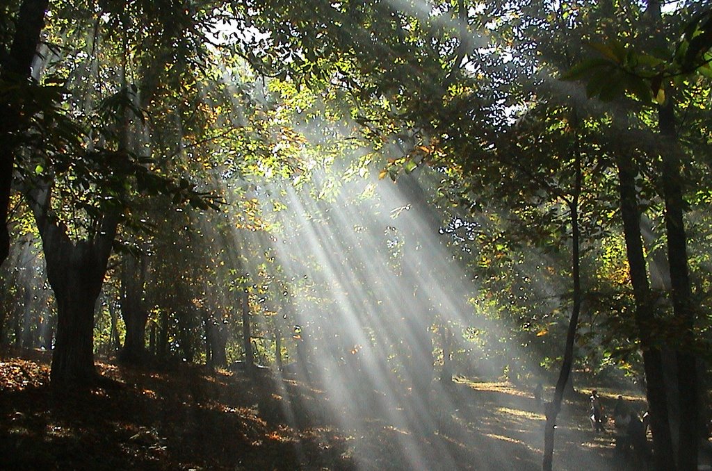 Serrastretta cz - Bosco di castagni