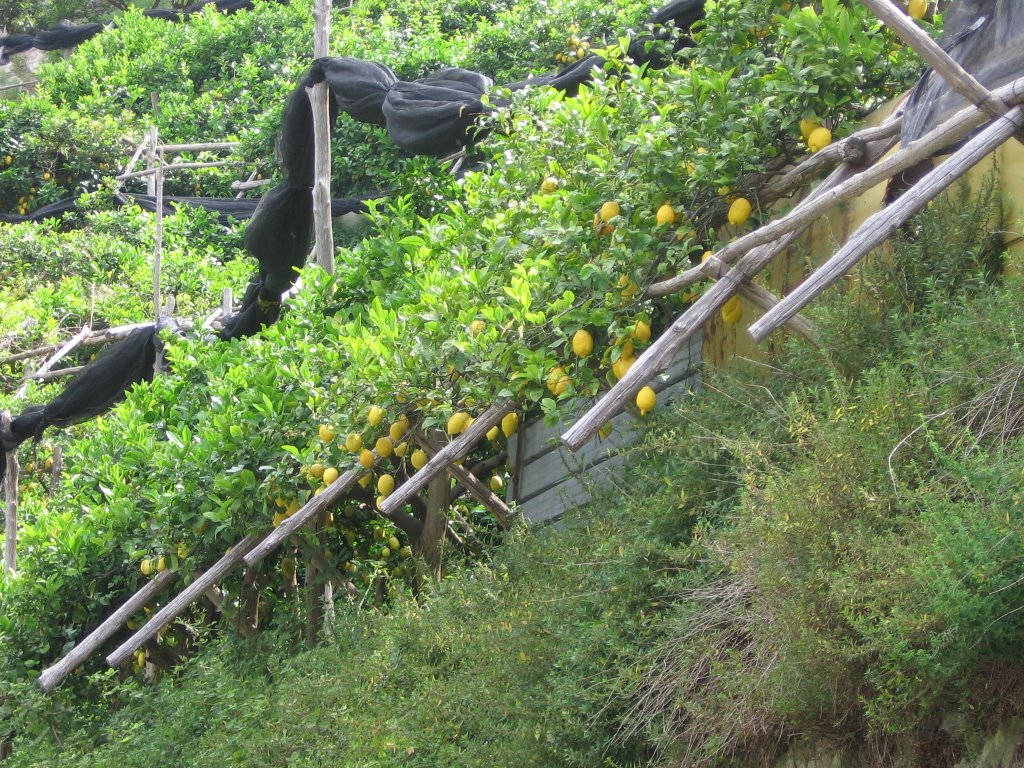 lemom grove