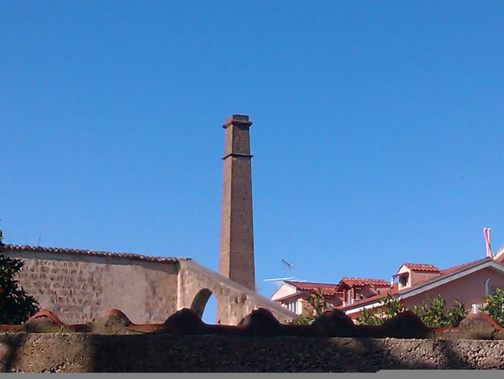 Canna fumaria