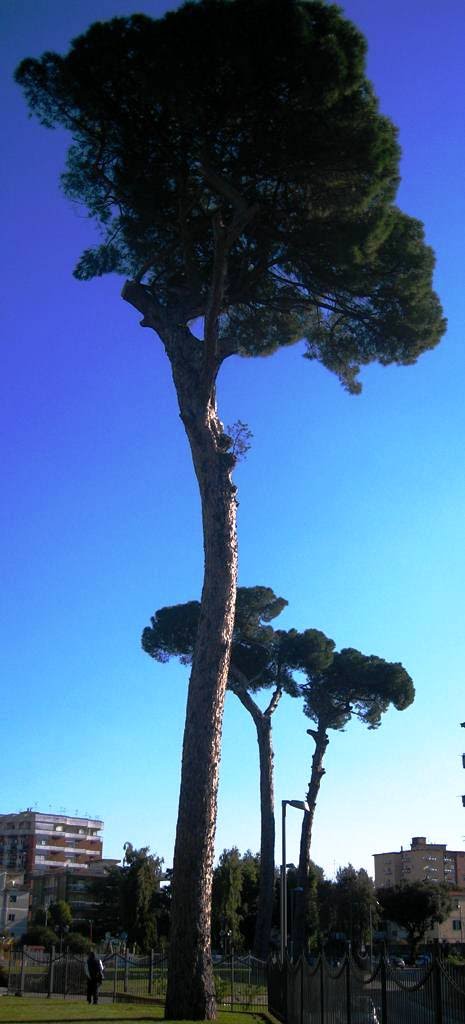 Aversa,Parco Pozzi
