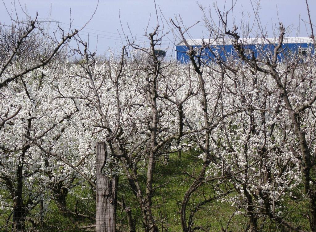 the colors of spring