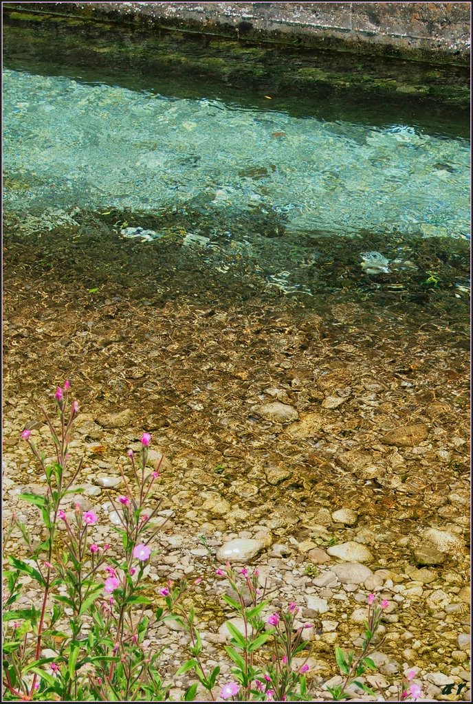 Fiori dacqua dolce!