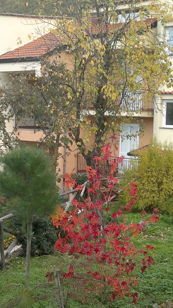 grapevine in autumn