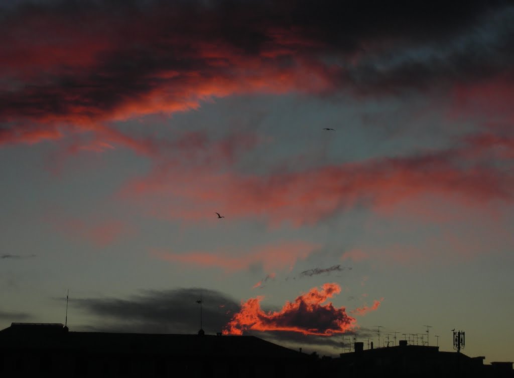 Italia - Genova - an old day has gone - birds can rest as well! - Mar 13