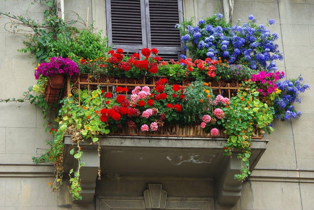 I fiori sul balcone.