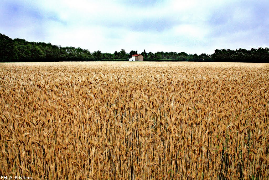Il Campo Di Grano
