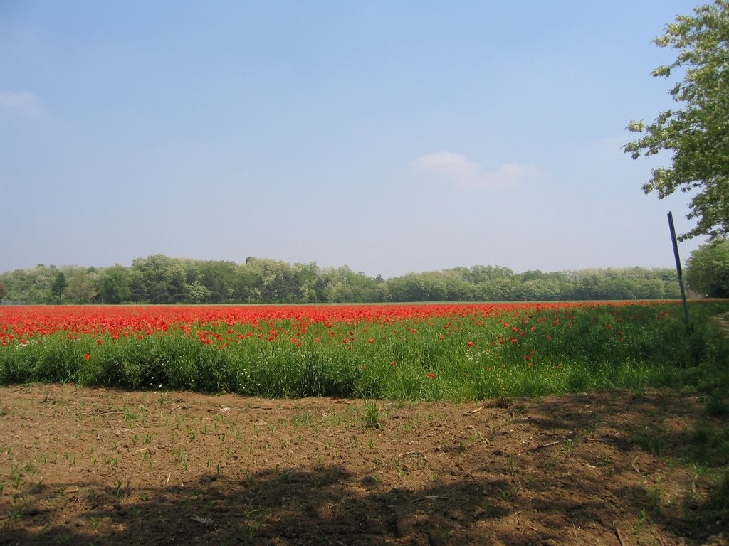 PAPAVERI 2