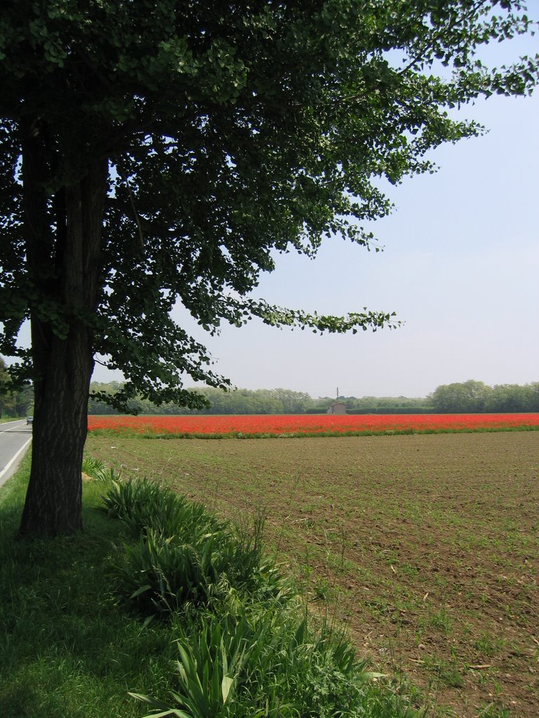 PAPAVERI 3