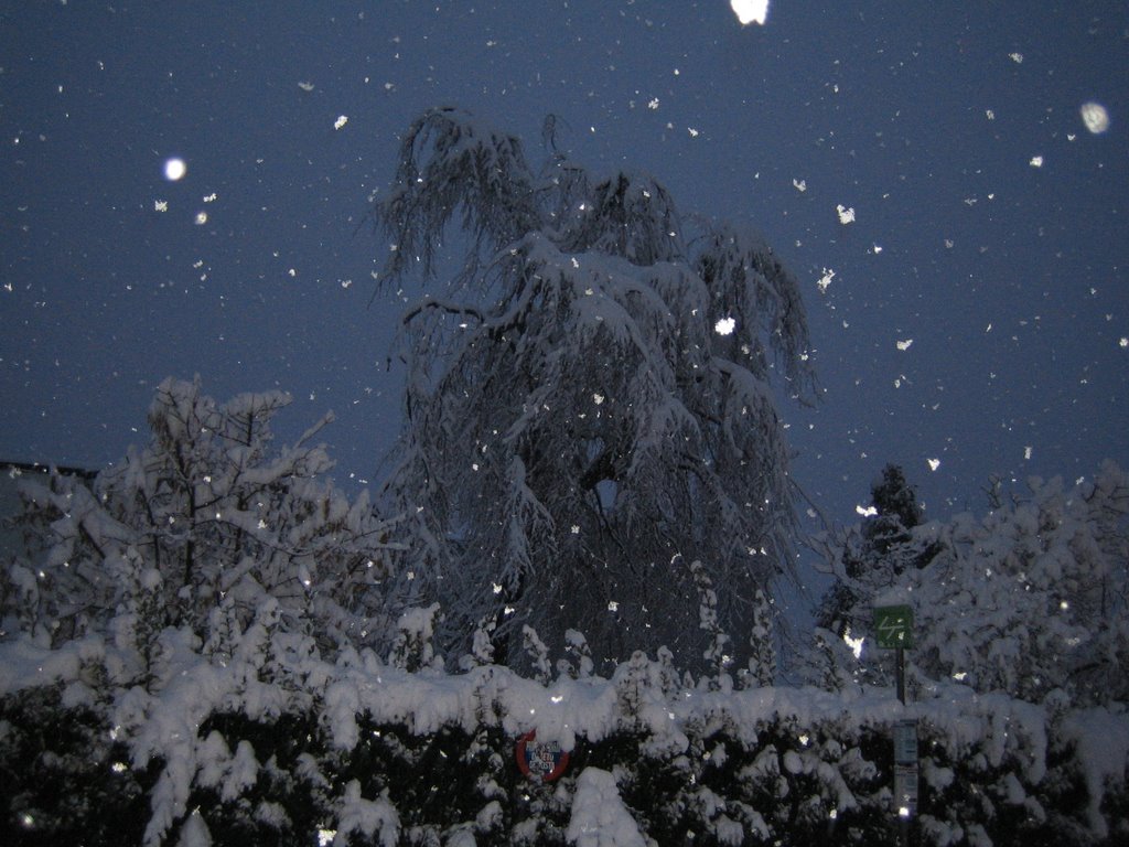 alberi innevati