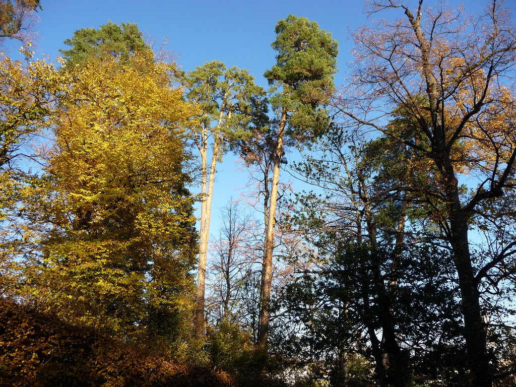 Fall color (2)