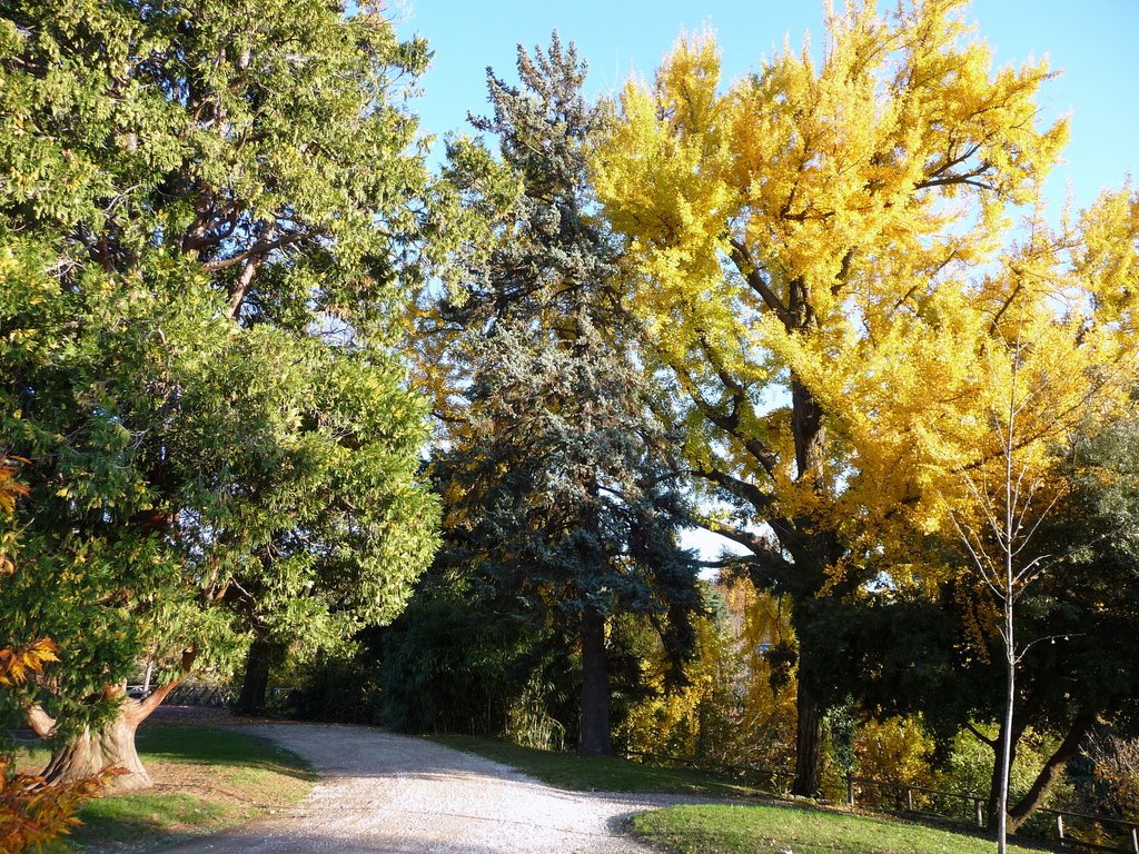 Fall color (6)