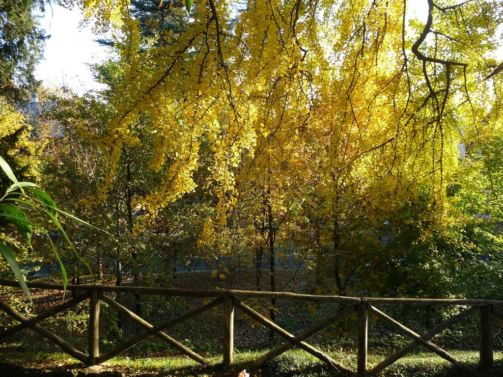 Fall color (8)
