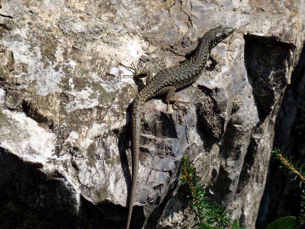 soparla nesimtita