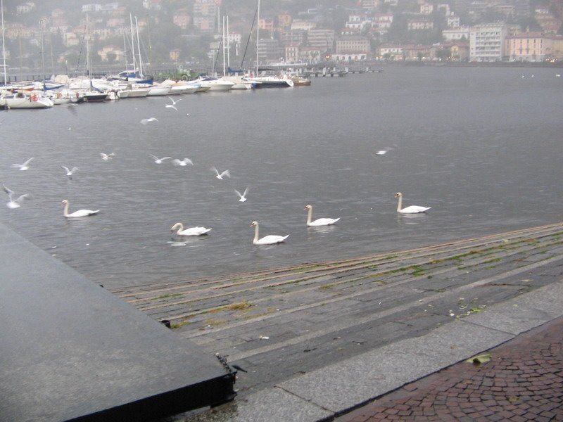 Los cisnes