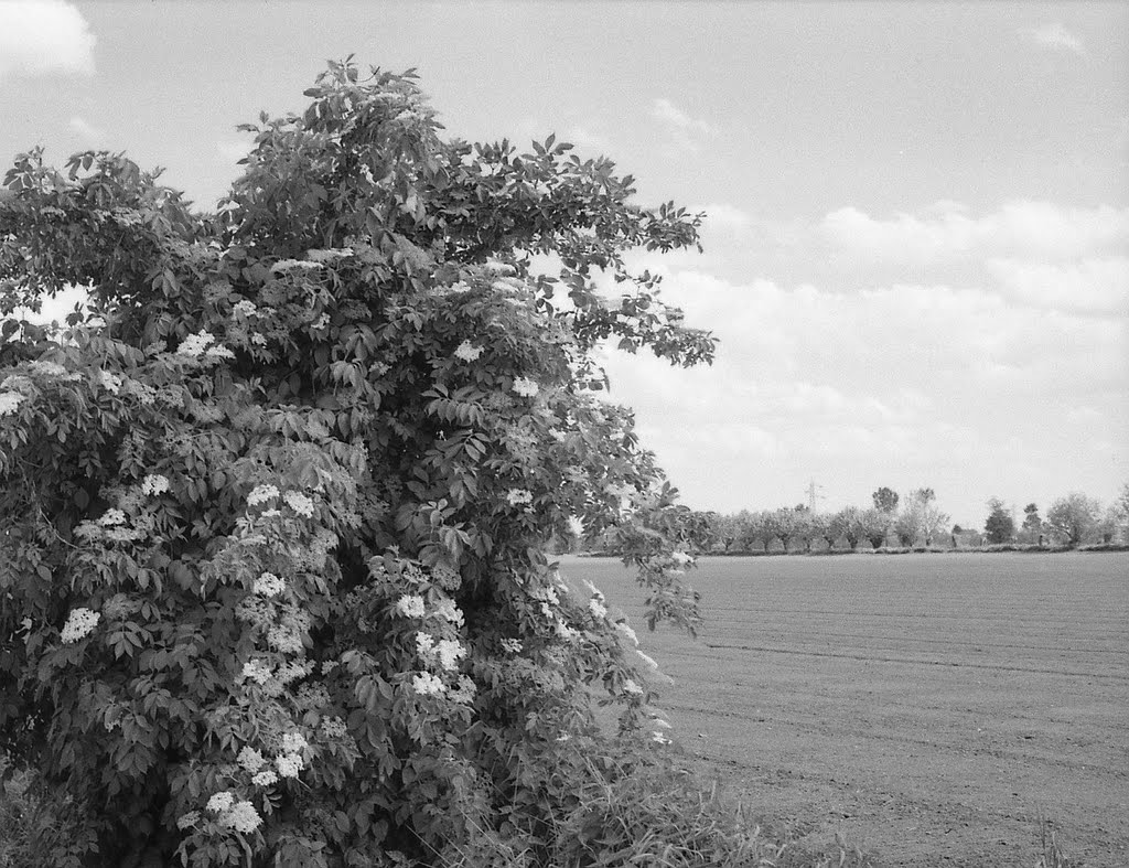 Campagna cremonese con albero di sambuco