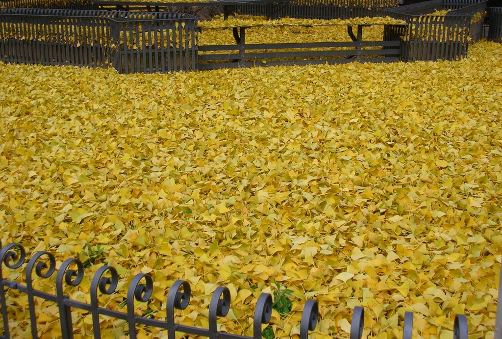 Foglie di Ginkgo Biloba