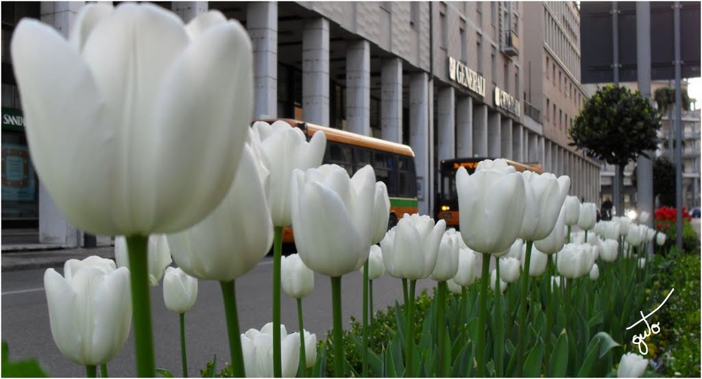 Sweet, sweet spring where art thou? Dolce, dolce primavera dove sei Tu?