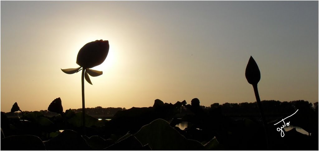 Fior di Loto al Tramonto