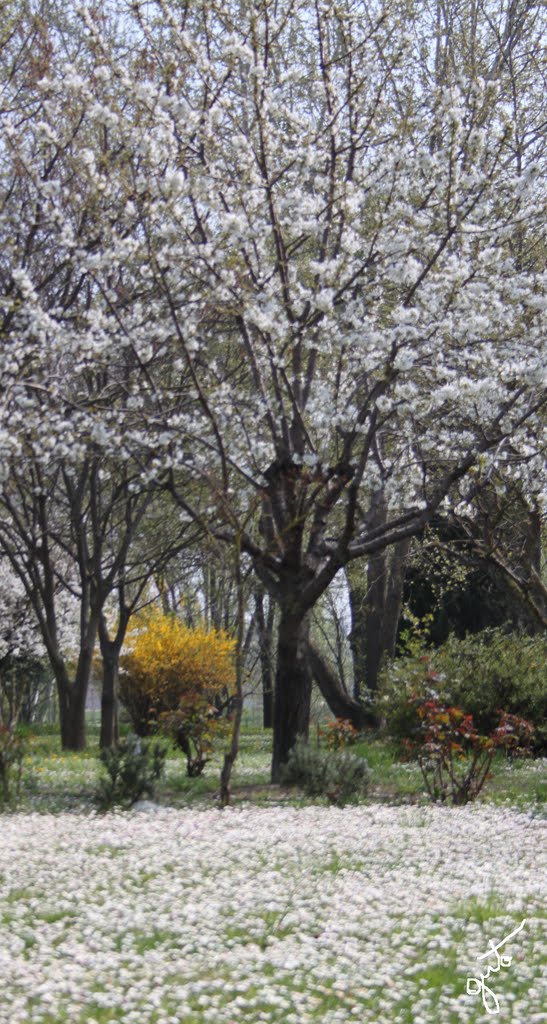 La primavera a Colle Aperto