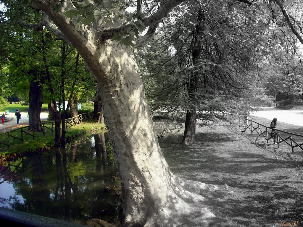 Parco Sempione @ Milano