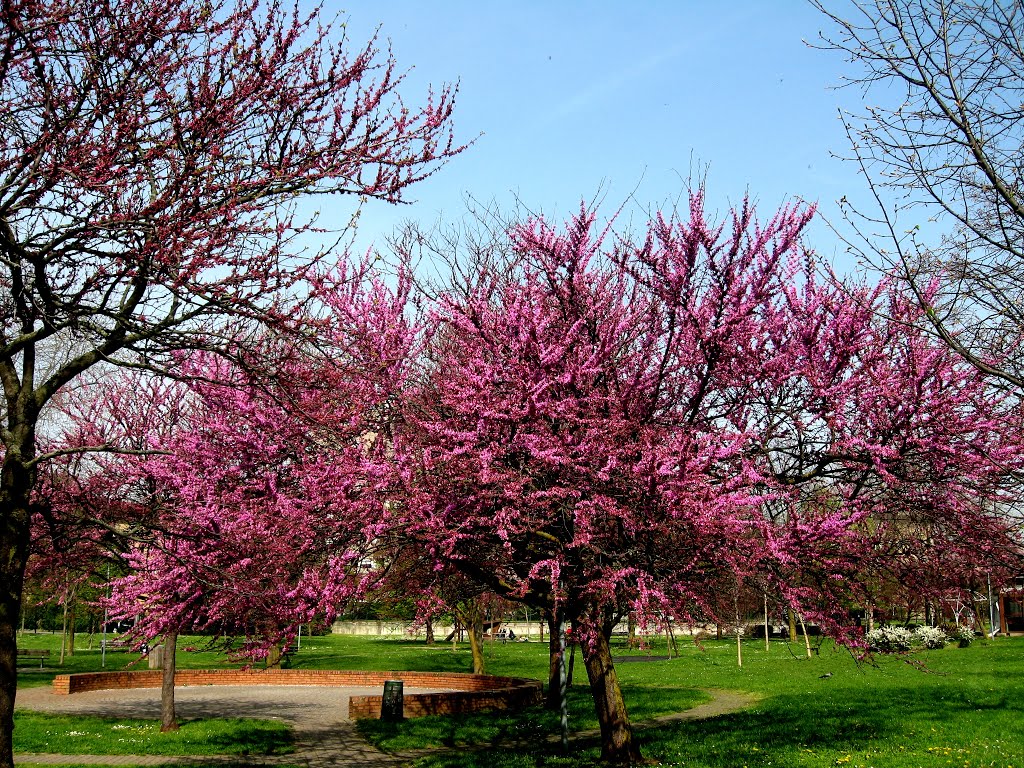 Primavera!!