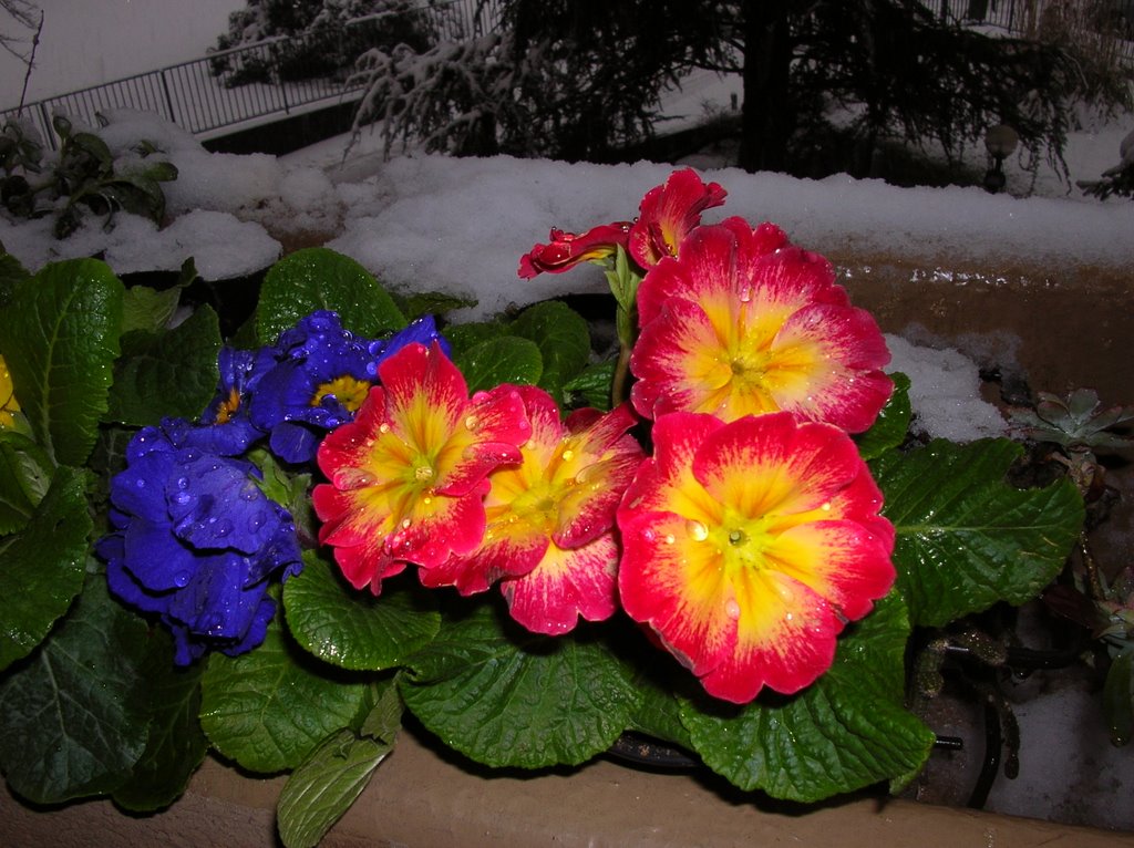 neve e fiori...freschi