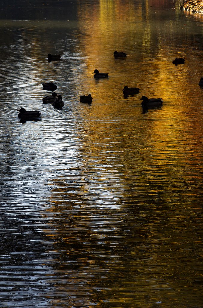 The silence gold and silver...grazie Patrizia!