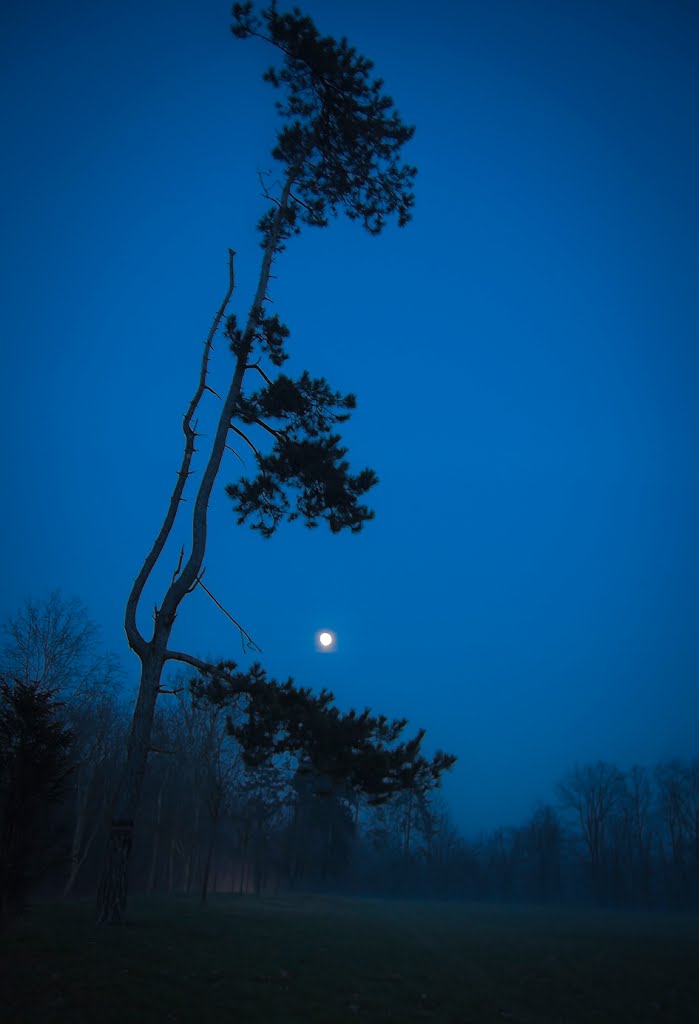 BLU