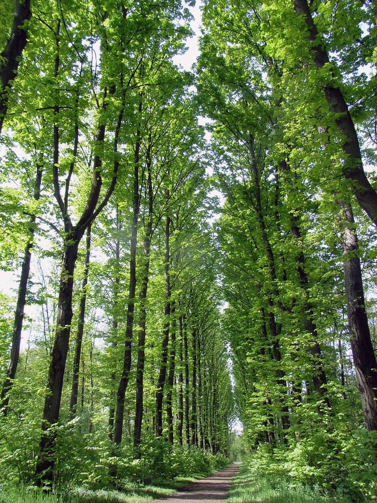Sentiero nel parco