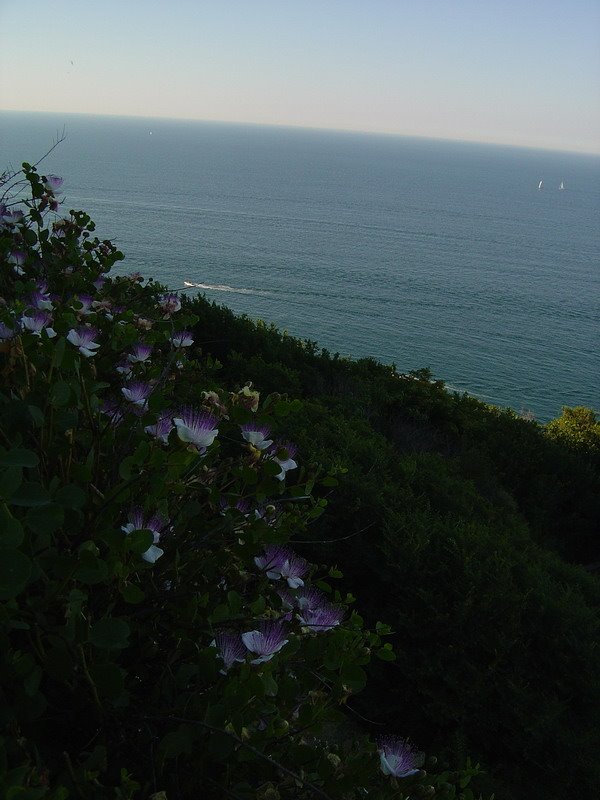 Mar Adriatico - Ancona