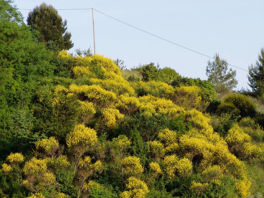 Monte Pulito - ginestre (brooms)