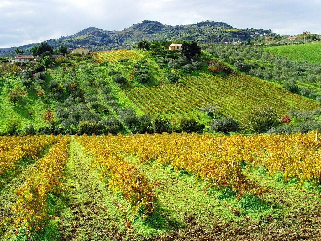 Alcamo Region  (Palermo)