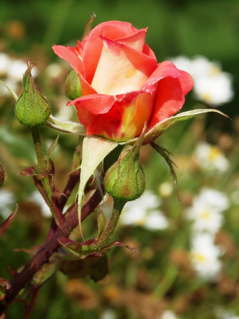 Una Rosa per Te... Amica in Panoramio.