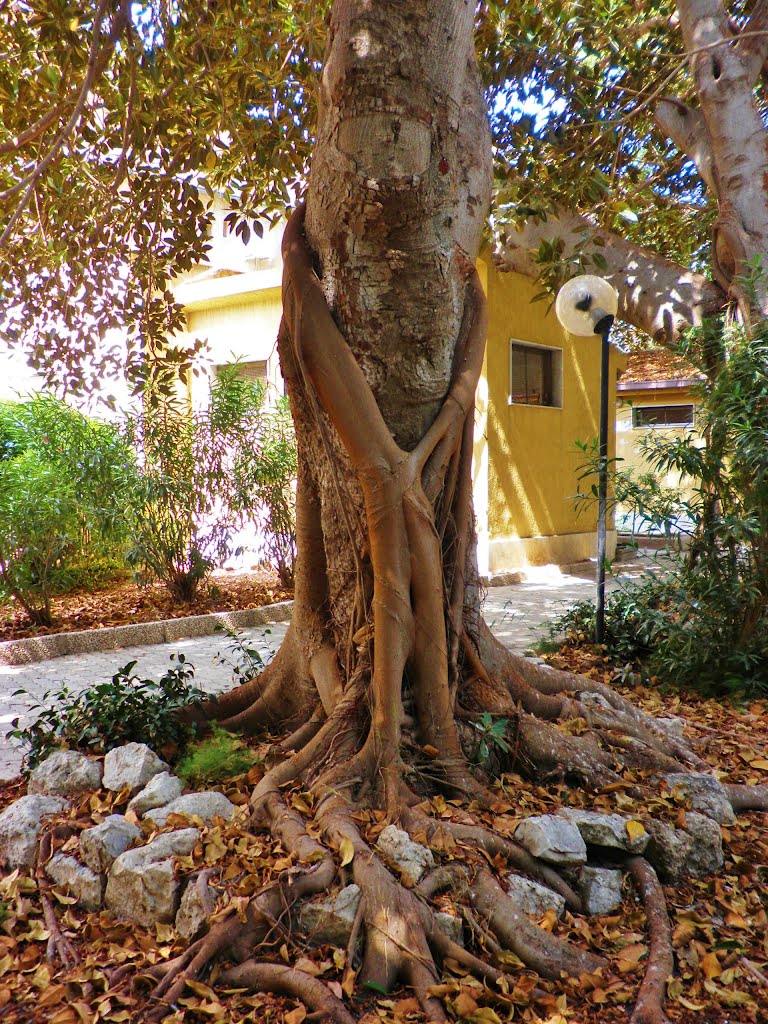 Licata little park