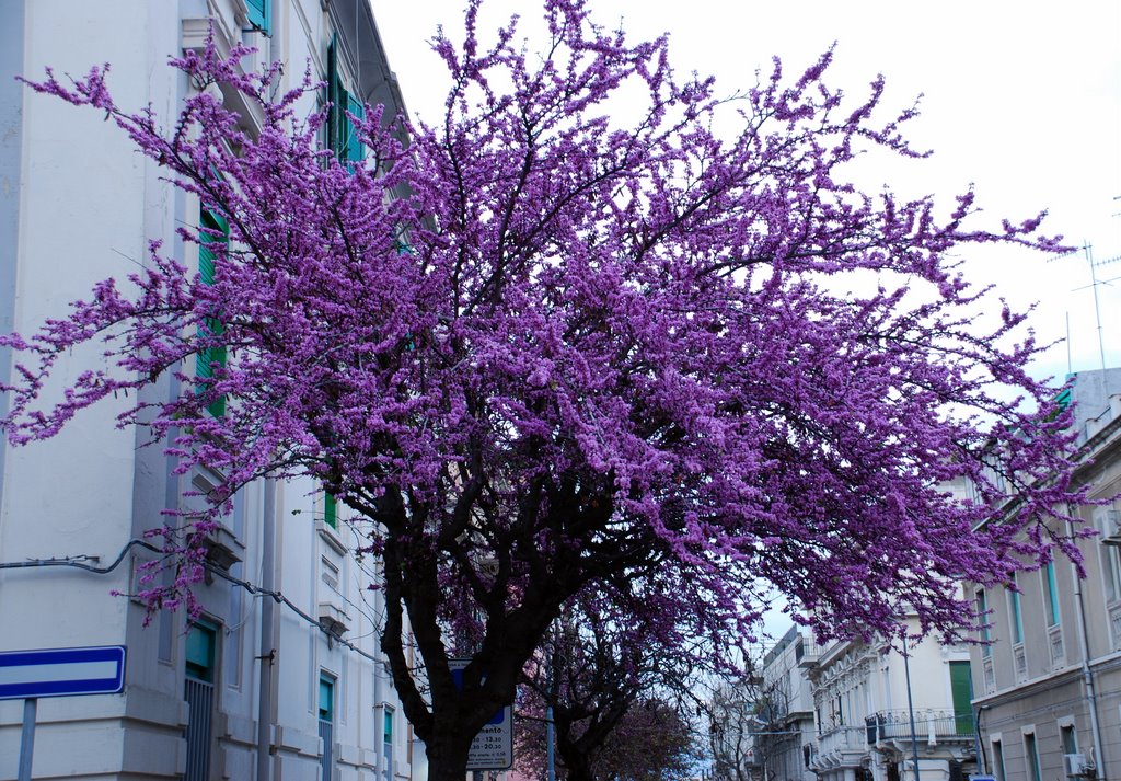 Splendida fioritura!