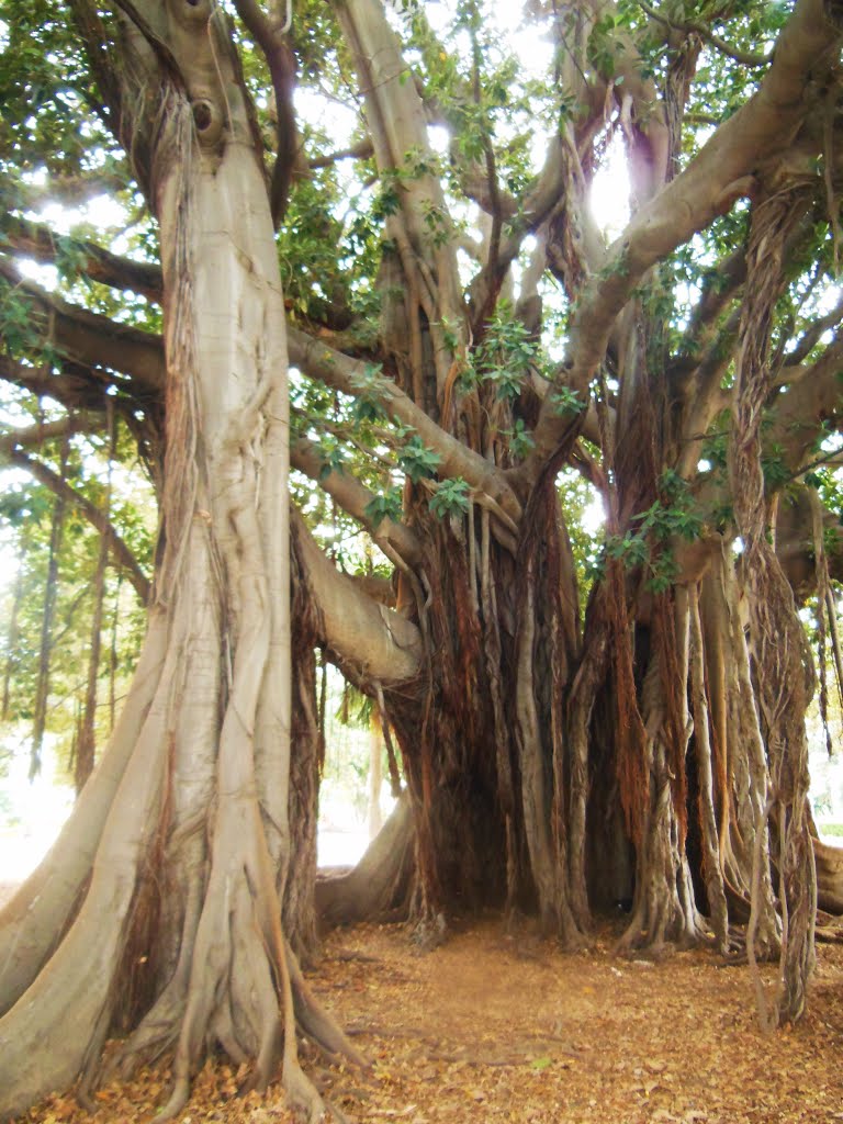 Giardino Garibaldi -  Ficus macrophylla