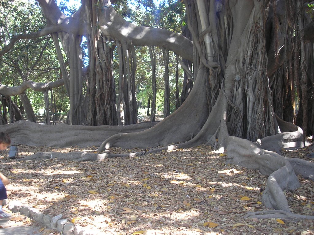 ORTO BOTANICO PALERMO VIA LINCOLN
